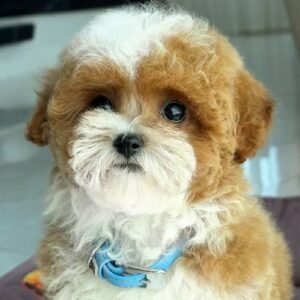 Male Tea Cup Poodle RAF