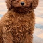 Female Tea Cup Poodle Serahli