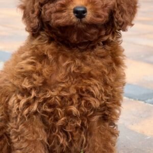 Female Tea Cup Poodle Serahli
