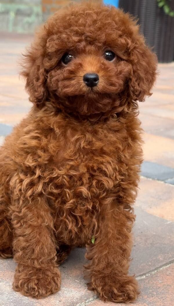 Female Tea Cup Poodle Serahli