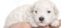 Welcome To Pawsespess Puppies Home