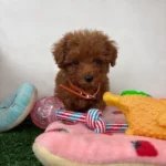 Merle Head Male Toy Poodle (Kosi)