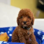 Female Red Toy Poodle ( Lari)