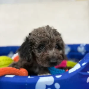 Male Merle Toy Poodle (Smart)
