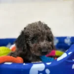 Male Merle Toy Poodle (VANI)
