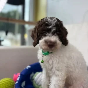 Party Colored Male Toy Poodle